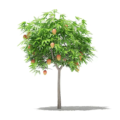 fruit tree 3d model fruit tree 3d model