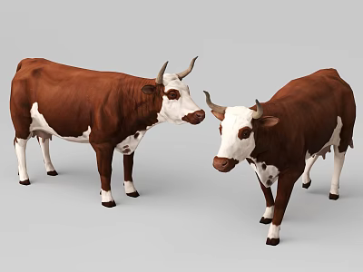 Two Brown And White Cows 3D Model Presentation 3d model Two Brown And White Cows 3D Model Presentation 3d model