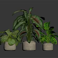Decorative Indoor Potted Plants with Green and Red Variegated Leaves in Ceramic Pots