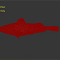 Orange Red Spotted Fish with Black Fins on Gray Background and Reflection