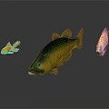Colorful Tropical Fish Collection With Orange Goldfish Green Yellow And Patterned Varieties