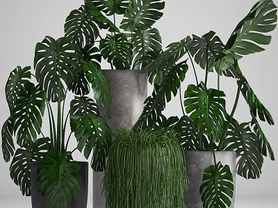 Indoor Potted Plants with Monstera and Hanging Greenery in Various Decorative Pots 3d model