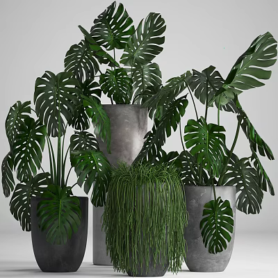 Indoor Potted Plants with Monstera and Hanging Greenery in Various Decorative Pots 3d model
