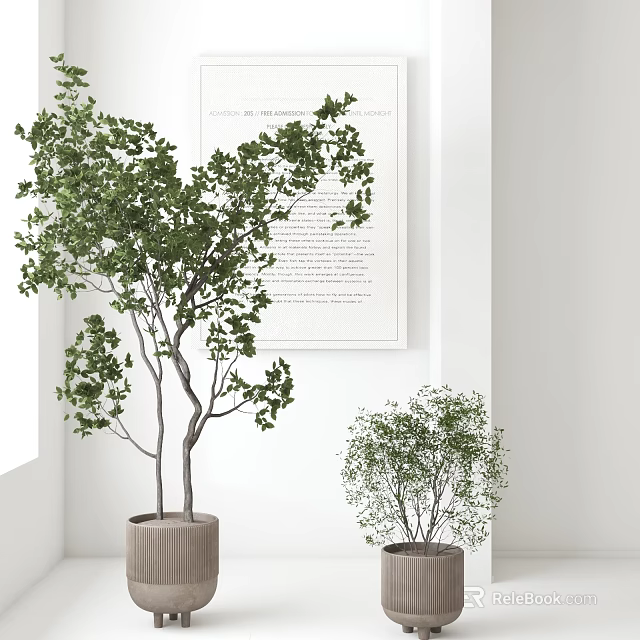 Modern Indoor Bonsai Potted Plants With White Walls Decorative Art And Ceramic Pots 3d model 