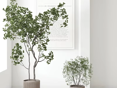 Modern Indoor Bonsai Potted Plants With White Walls Decorative Art And Ceramic Pots 3d model