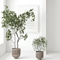 Modern Indoor Bonsai Potted Plants With White Walls Decorative Art And Ceramic Pots