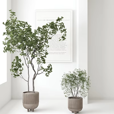 Modern Indoor Bonsai Potted Plants With White Walls Decorative Art And Ceramic Pots 3d model