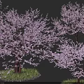 Vibrant Arbor With Pink Flower Blossoms And Green Grass In Natural Landscape