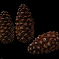 Three Natural Dried Brown Pine Cones Isolated on White Background