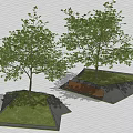 Trees Shrubs Landscape Trees Street Trees Courtyard Trees Beech Trees Beech Trees 3d model