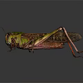 Detailed Green and Brown Grasshopper with Long Legs and Transparent Wings on Gray Background