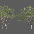 Two Green Leaf Trees With Branches And Small Figure On Black Background 3d model