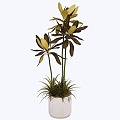 indoor potted plant 3d model