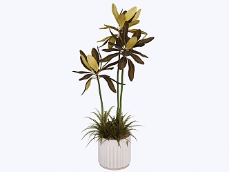 indoor potted plant 3d model