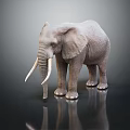 Elephant With Long Ivory Tusks Standing On Black Reflective Ground Against Gray Background