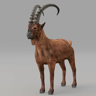 Realistic Brown Goat With Long Curved Horns In Standing Posture On Gray Background 3d model