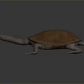 Turtle Turtle Cartoon Turtle Snapping Turtle Chickbill Turtle Reptile Cold Blooded Animal Reptile Reptile Class 3d model