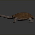 Turtle Turtle Cartoon Turtle Snapping Turtle Chickbill Turtle Reptile Cold Blooded Animal Reptile Reptile Class 3d model