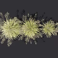 Three Different Sizes of Ornamental Grass with Green Leaves and Spikelets on Dark Background
