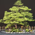 Landscape arbor modeling pine tree landscape tree courtyard tree 3d model