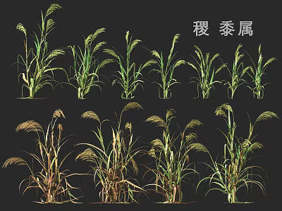 Proso Millet Crop Plant Varieties Showing Green And Mature Growth Stages 3d model