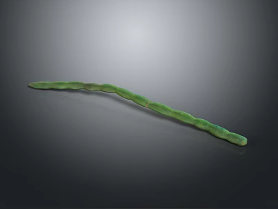 Fresh Vibrant Green Long Beans with Elongated Shape Healthy Vegetable for Cooking Dishes 3d model