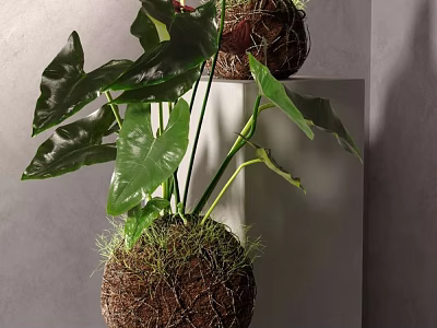 Shower Sauna Room Interior With Green Plant On White Stand And Gray Wall 3d model