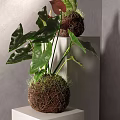 Shower Sauna Room Interior With Green Plant On White Stand And Gray Wall