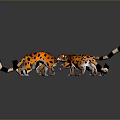Four Orange Spotted Leopards With Black Tail Tips On Gray Background With Reflections