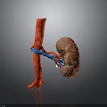 3D Rendered Human Kidney with Connected Blood Vessels Anatomical Structure