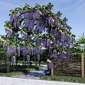 Beautiful Pergola Covered With Purple Wisteria Flowers Surrounded By Wooden Fence And Stone Pathway