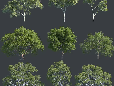Various Arbor Varieties Showcasing Lush Green Foliage And Different Canopy Shapes 3d model