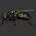 Detailed Close Up of Fly With Red Eyes Black Body and Transparent Wings