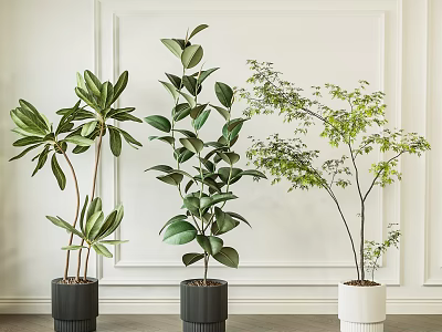 Lush Indoor Potted Plants with Green Leaves in Black and White Planters Against White Wall 3d model