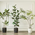 Lush Indoor Potted Plants with Green Leaves in Black and White Planters Against White Wall