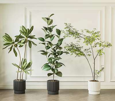 Lush Indoor Potted Plants with Green Leaves in Black and White Planters Against White Wall 3d model