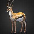 Gazelle With Long Horns And Brown White Coat Standing On Dark Background