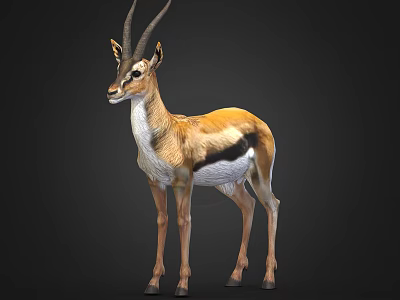 Gazelle With Long Horns And Brown White Coat Standing On Dark Background 3d model