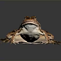 Brown And White Striped Frog With Visible Eyes Sitting On Gray Smooth Surface