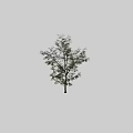 Tall Arbor With Green Lush Leaves Against Black Background And Human Silhouette Beside