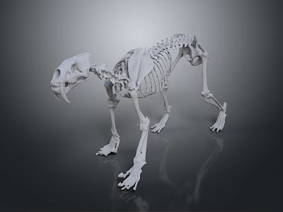 Highly Detailed 3D Rendered Cat Skeleton Anatomical Structure Model 3d model
