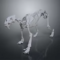 Highly Detailed 3D Rendered Cat Skeleton Anatomical Structure Model