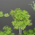 Various Bamboo Plant Collection With Lush Green Foliage And Clustered Growth Patterns