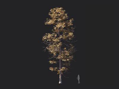 Tall Tree with Golden Leaves and Thick Trunk Against Dark Background 3d model