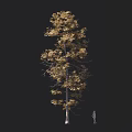 Tall Tree with Golden Leaves and Thick Trunk Against Dark Background