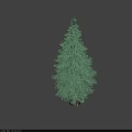 Tall Evergreen Arbor with Lush Green Foliage and Dense Branches Against Gray Background