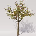 Modern Trees Beech Trees Arbor Plants 3d model