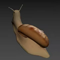 Detailed Snail Close Up With Brown Shell And Extended Antennae On Gray Background