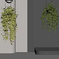 Hanging Basket Plants In Modern Interior With Lush Trailing Leaves And Neutral Backdrop
