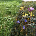 Vibrant Flower Meadow With Yellow Purple Flowers Green Grass And Lush Plants